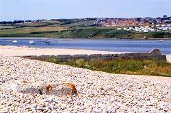 fishing on chesil beach dorset